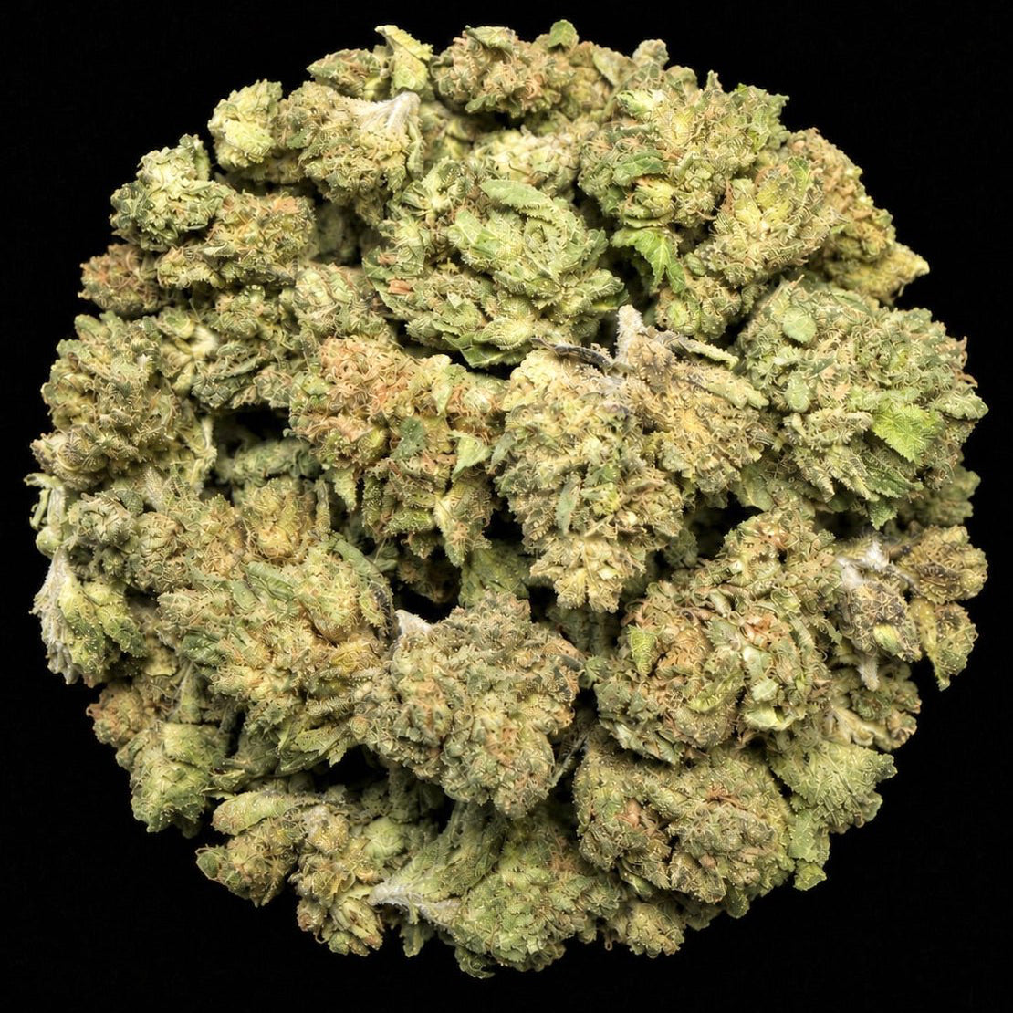 Sherbanger THCA Flower - Lost In Translation