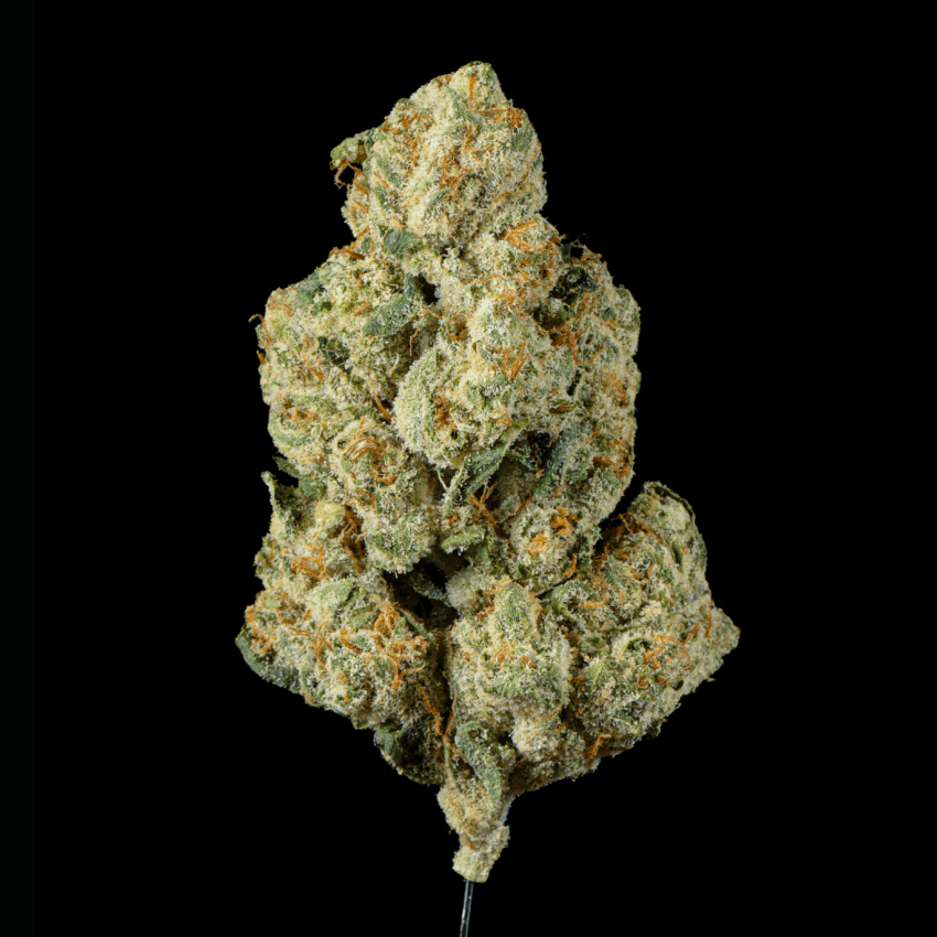 Tuscan Gelato THCA Flower - Lost In Translation