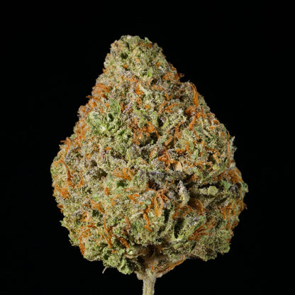 Crotch Rocket THCA Flower - Lost In Translation