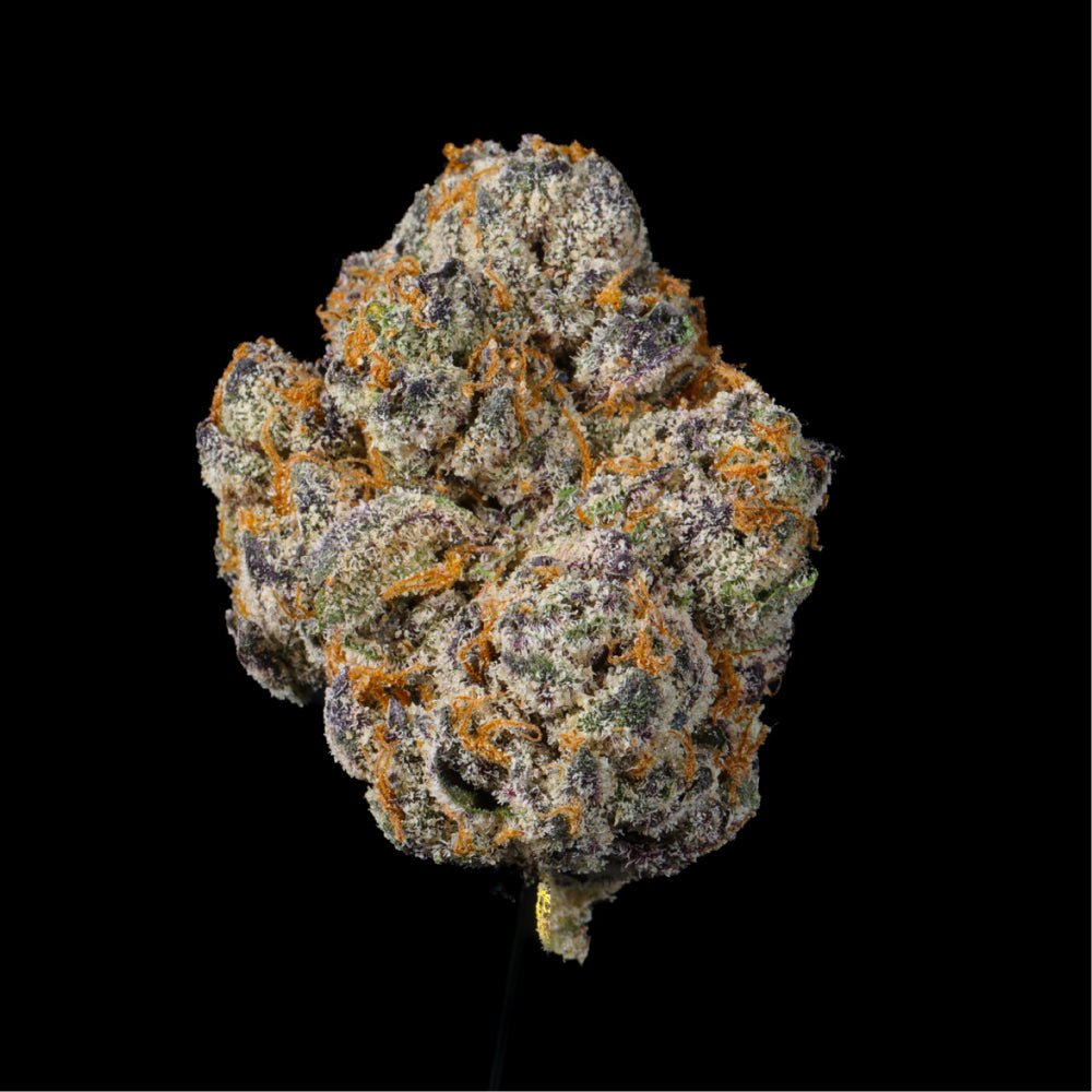 Gelato Ice THCA Flower - Lost In Translation