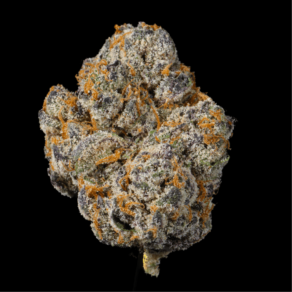 Gelato Ice THCA Flower - Lost In Translation