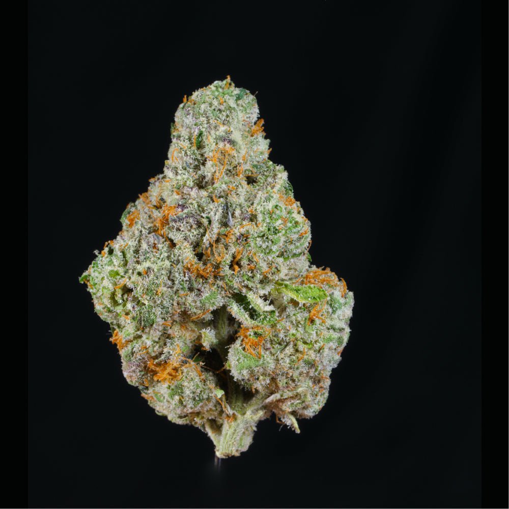 Lemon Snowman THCA Flower - Lost In Translation