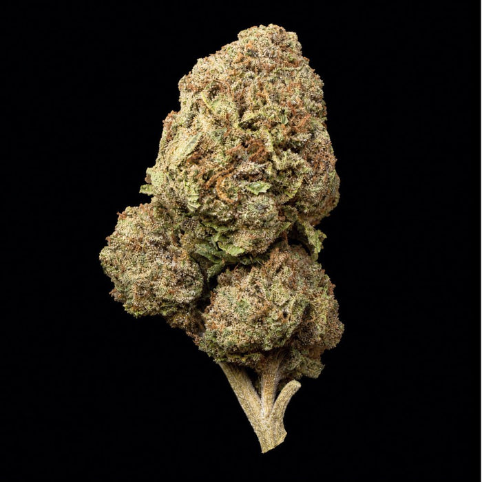 Mochi THCA Flower - Lost In Translation