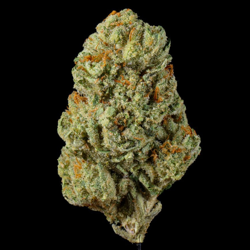 Motor OG THCA Flower - Lost In Translation