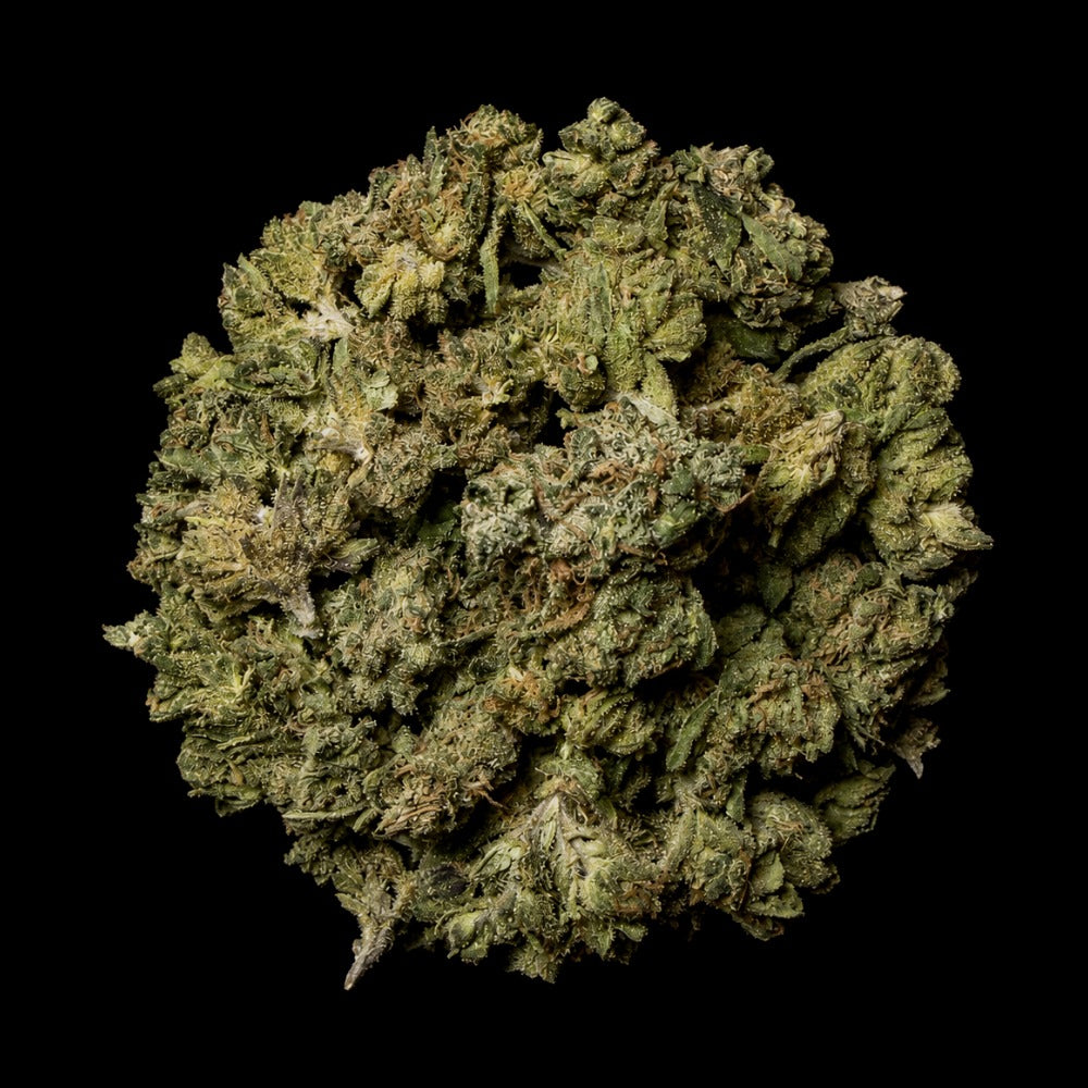 Motor OG THCA Flower