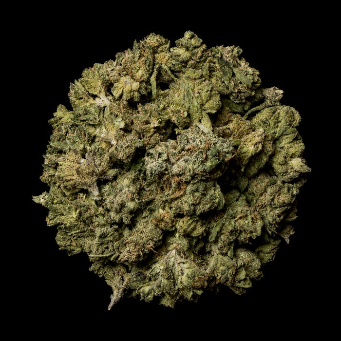 Motor OG THCA Flower