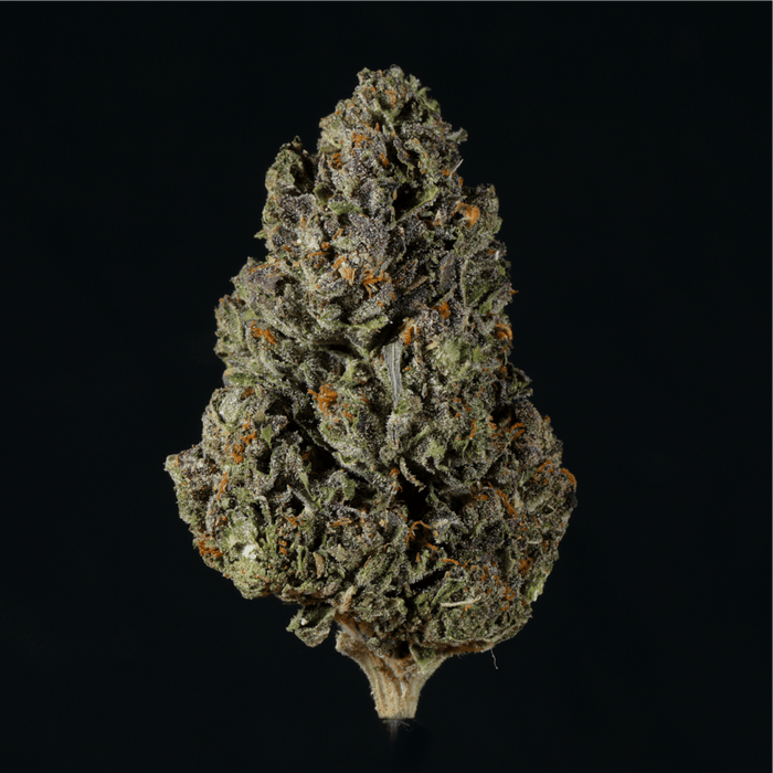 Petrol Pie THCA Flower - Lost In Translation