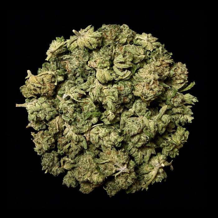 Pipe Dream THCA Flower - Lost In Translation