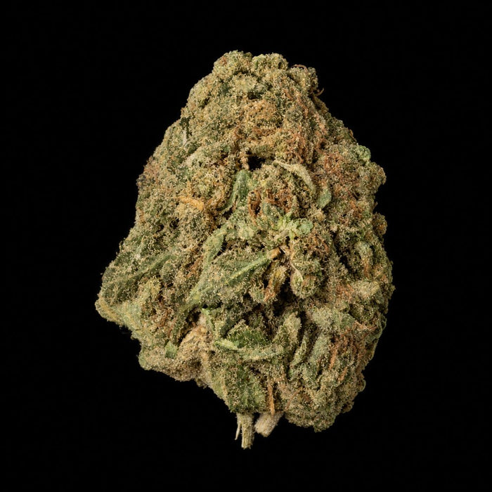 Sherbanger THCA Flower - Lost In Translation