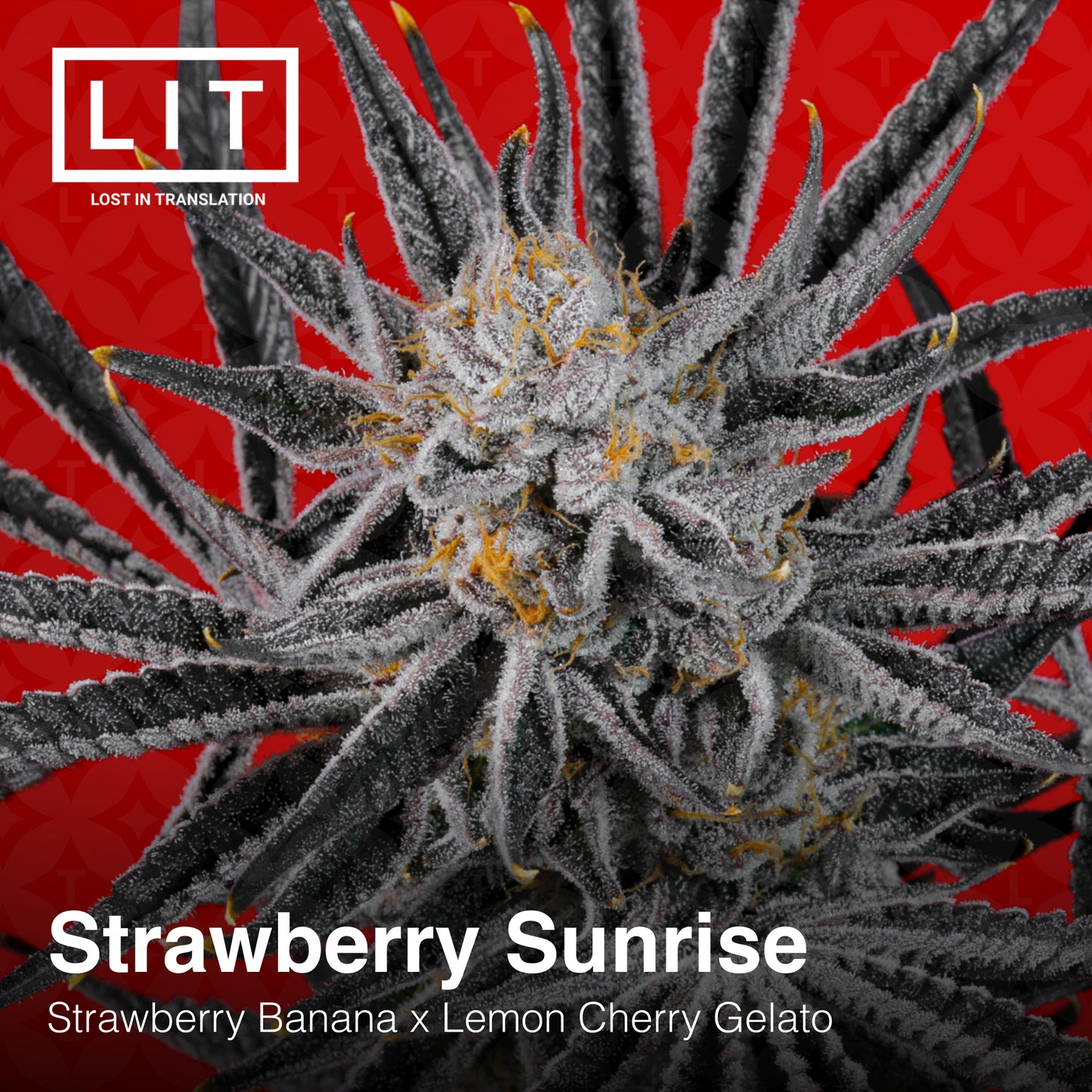 Strawberry Sunrise