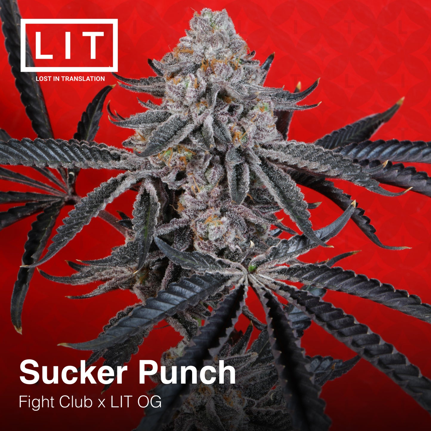 Sucker Punch