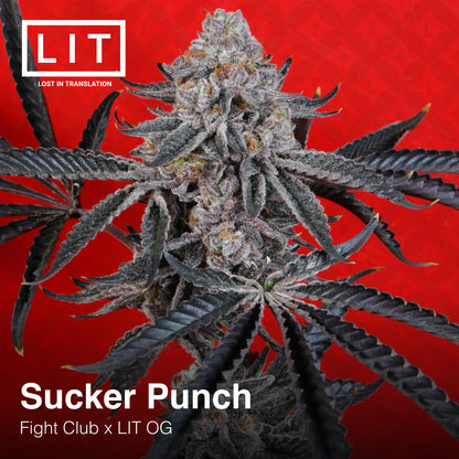 Sucker Punch