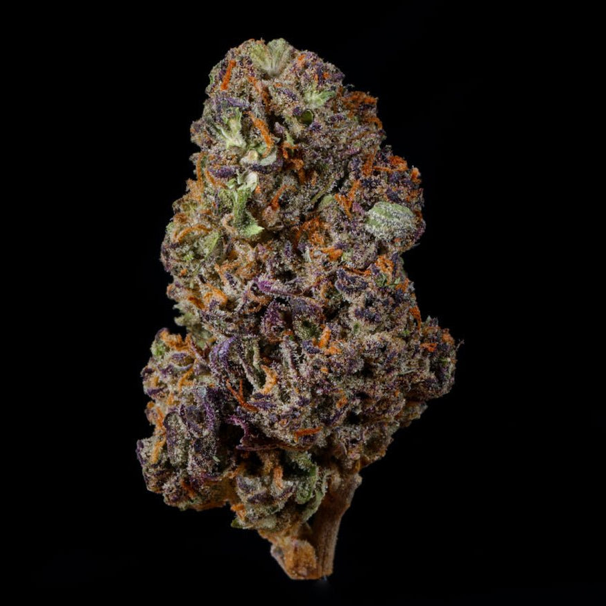 Tropical Gelato THCA Flower - Lost In Translation