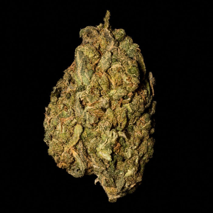Tuscan Gelato THCA Flower - Lost In Translation