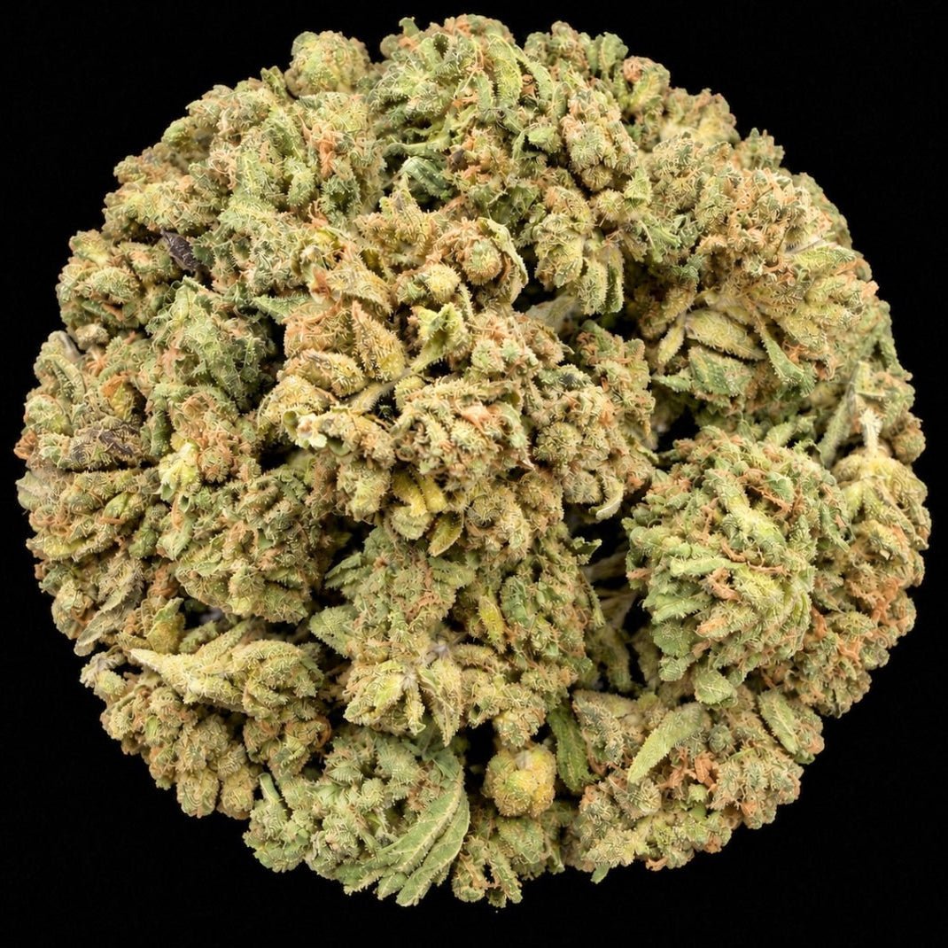 Almond Mochi THCA Flower - Lost In Translation