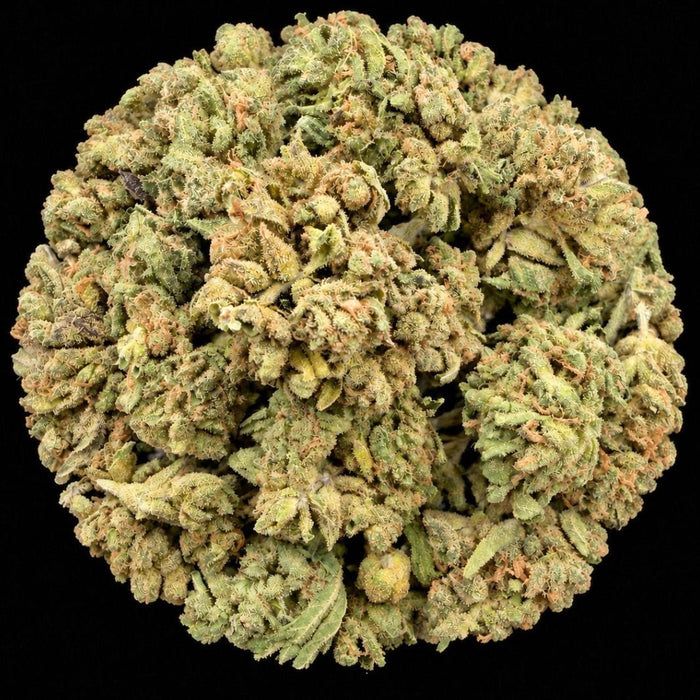 Almond Mochi THCA Flower - Lost In Translation