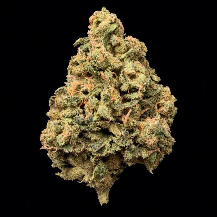 Banana Punch THCA Flower - Lost In Translation