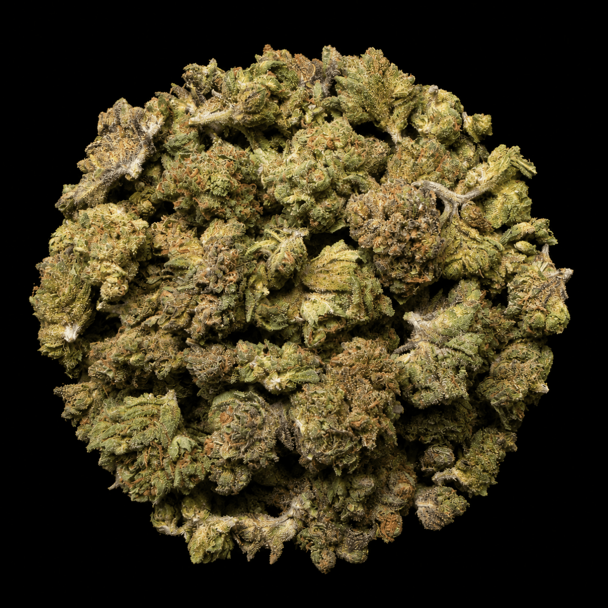 Banana Cream Pie THCA Flower - Lost In Translation