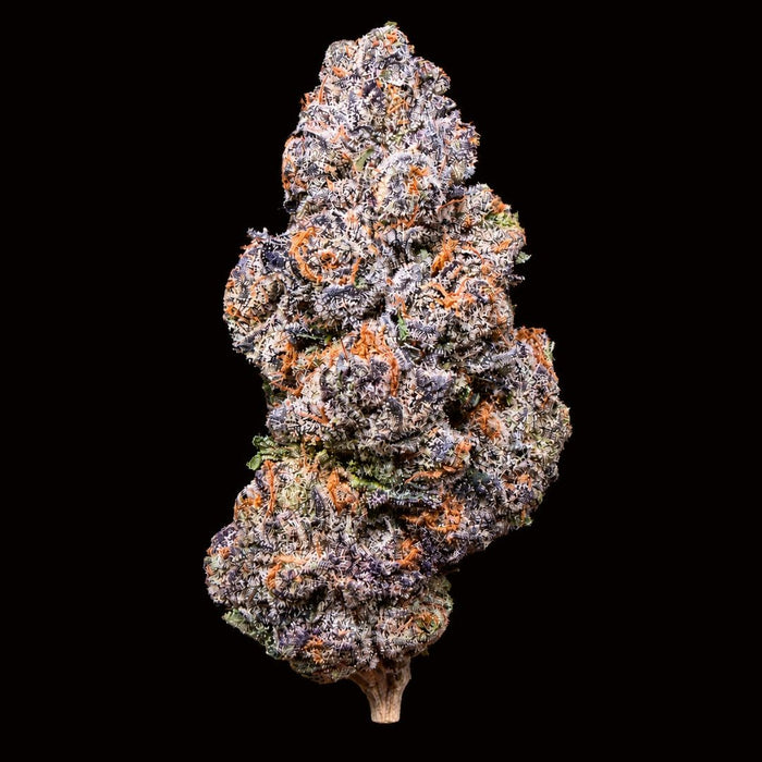 Biscotti THCA Flower - Lost In Translation