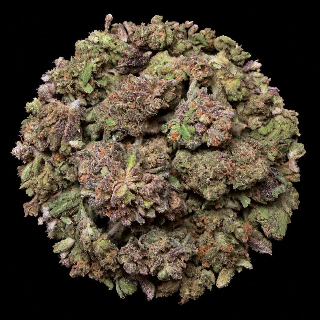 Black Cherry Gelato THCA Flower - Lost In Translation