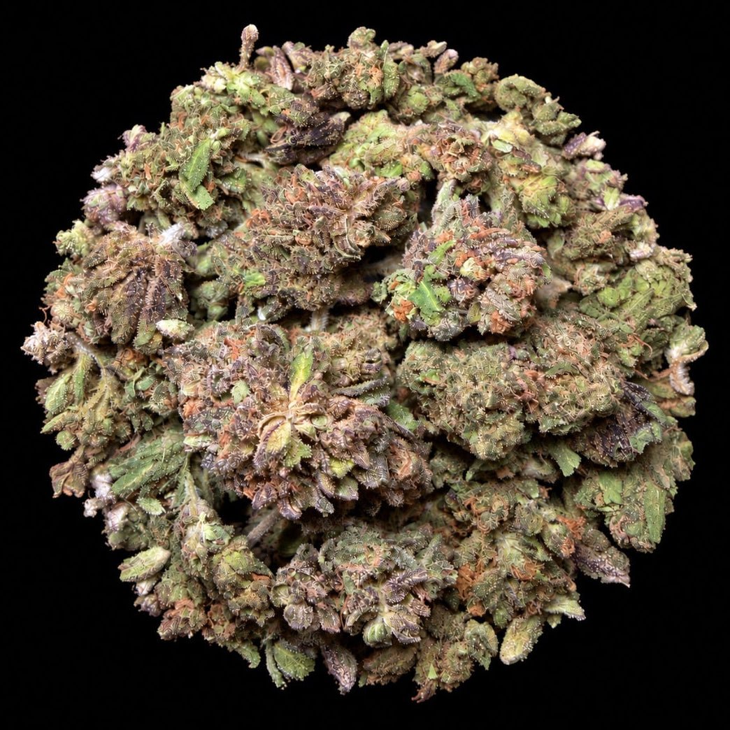 Black Cherry Gelato THCA Flower - Lost In Translation