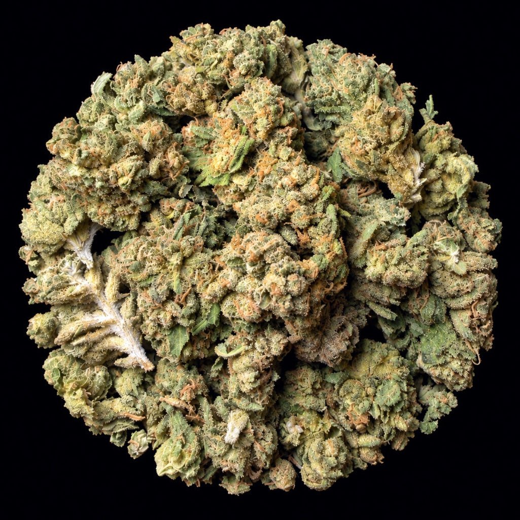 Black Magic THCA Flower - Lost In Translation