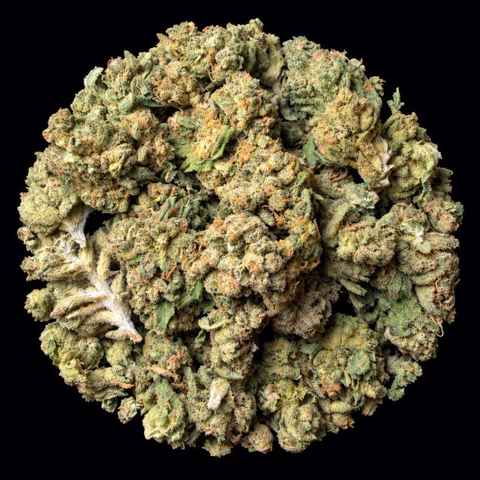 Black Magic THCA Flower - Lost In Translation