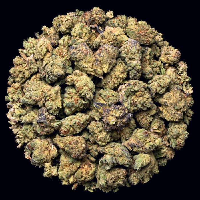 Black Runtz THCA Flower - Lost In Translation