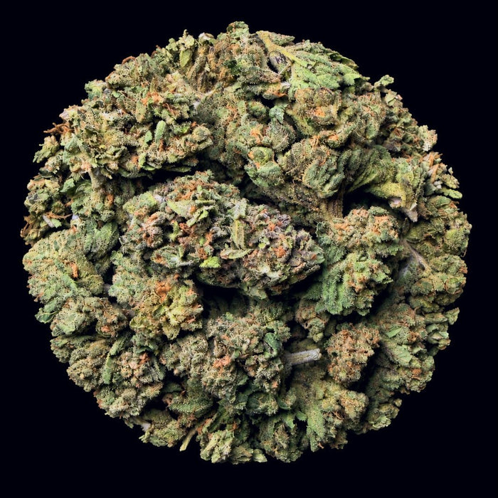 Black Truffle THCA Flower - Lost In Translation