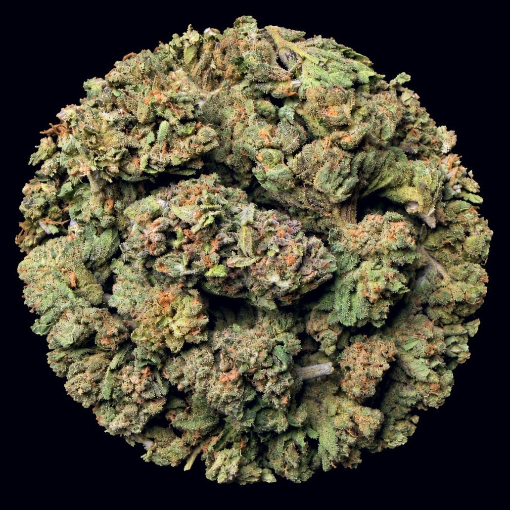 Black Truffle THCA Flower - Lost In Translation