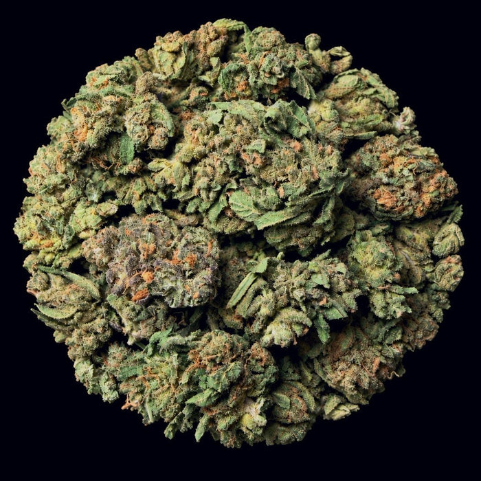 Blue Nerds THCA Flower - Lost In Translation
