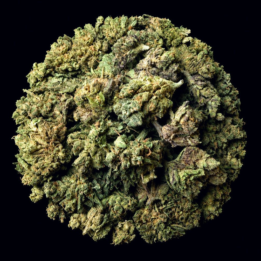 Bubble Belts THCA Flower - Lost In Translation