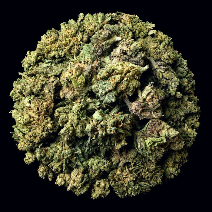 Bubble Belts THCA Flower - Lost In Translation