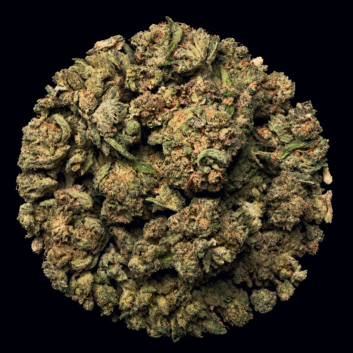 Cake Bomb THCA Flower - Lost In Translation