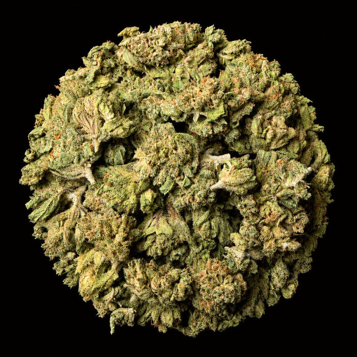 Candy Runtz THCA Flower - Lost In Translation