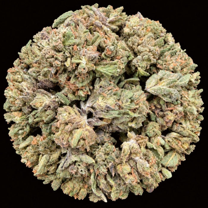 Creme Brulee THCA Flower