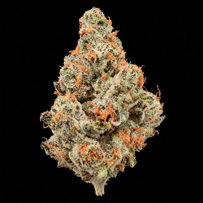 Creme Brulee THCA Flower - Lost In Translation