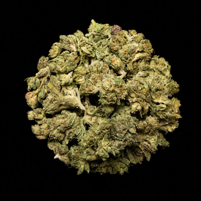 Sherbert THCA Flower - Lost In Translation