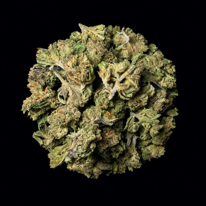 Thin Mint Cookies THCA Flower - Lost In Translation