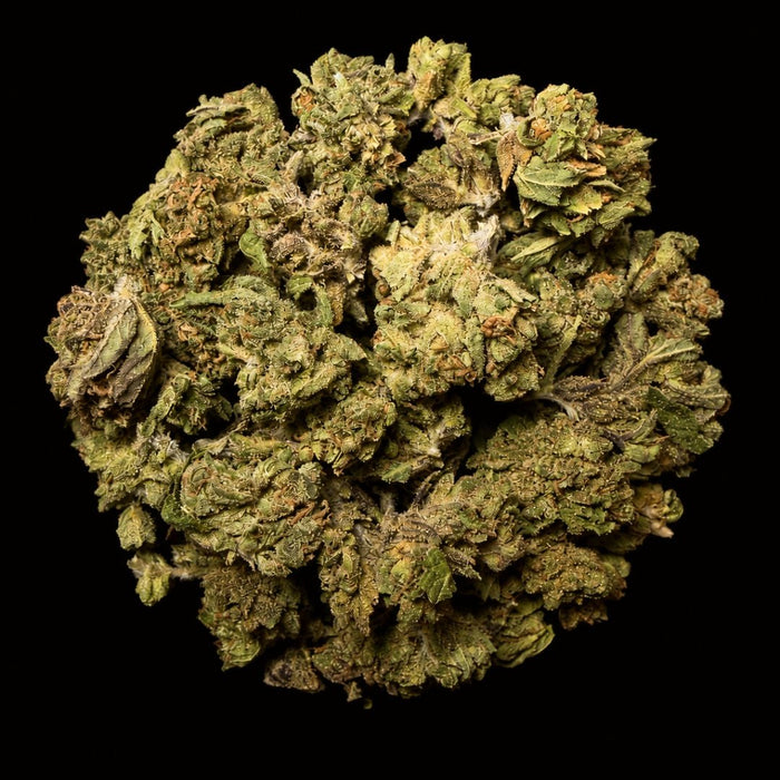 Petrol Pie THCA Flower - Lost In Translation