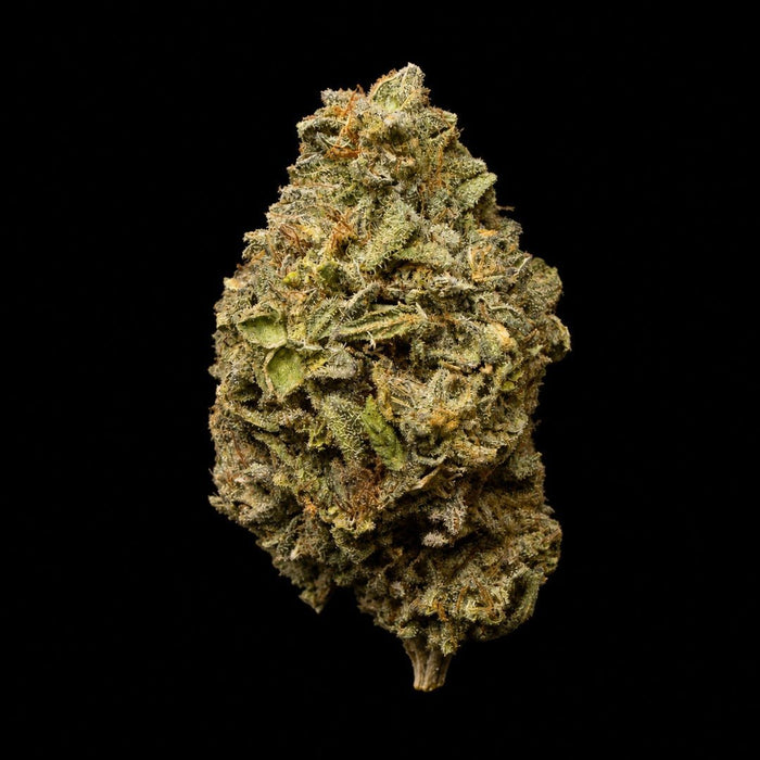 Gelato King THCA Flower - Lost In Translation