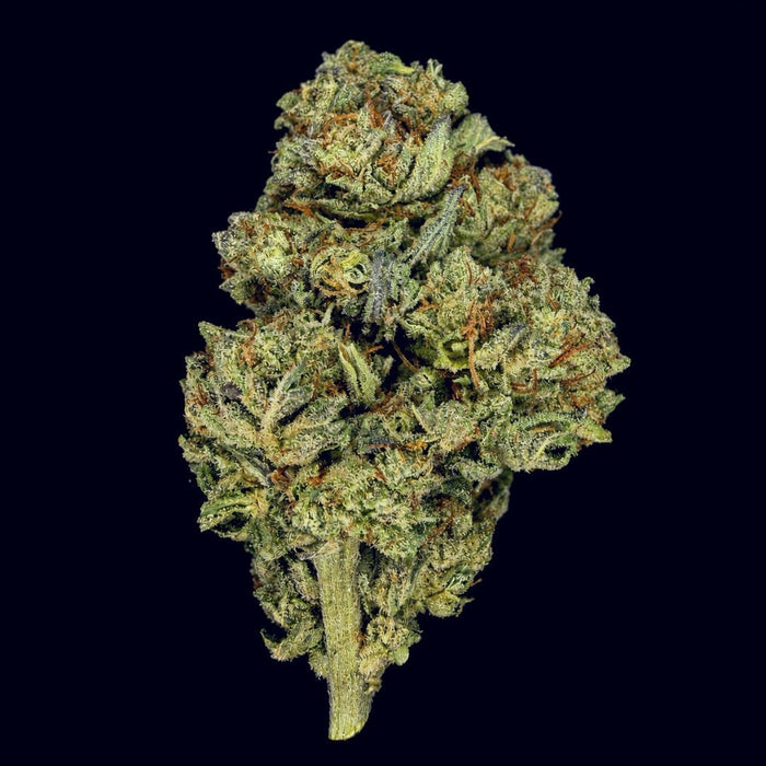 Rocket Fuel THCA Flower - Lost In Translation