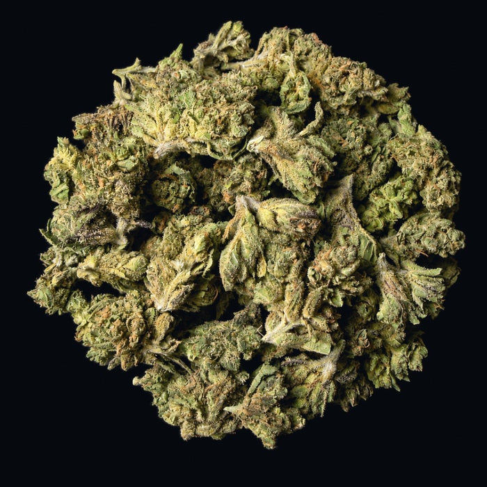 Gelato THCA Flower - Lost In Translation
