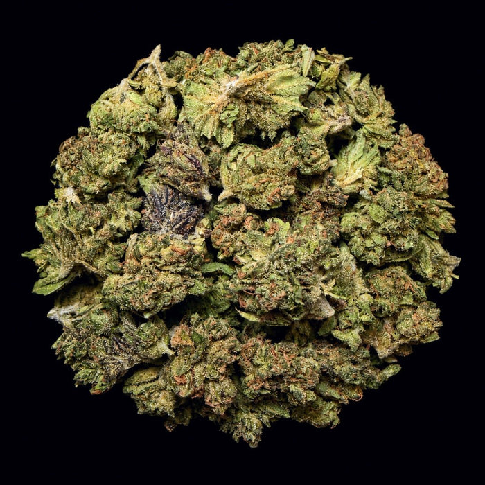 Sour Gushers THCA Flower - Lost In Translation