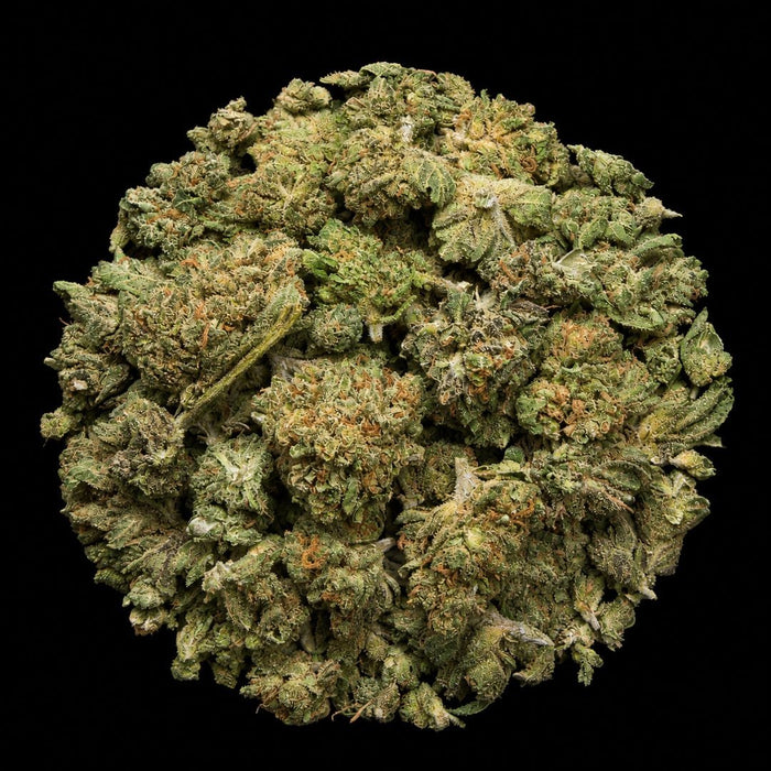 Formula One THCA Flower - Lost In Translation