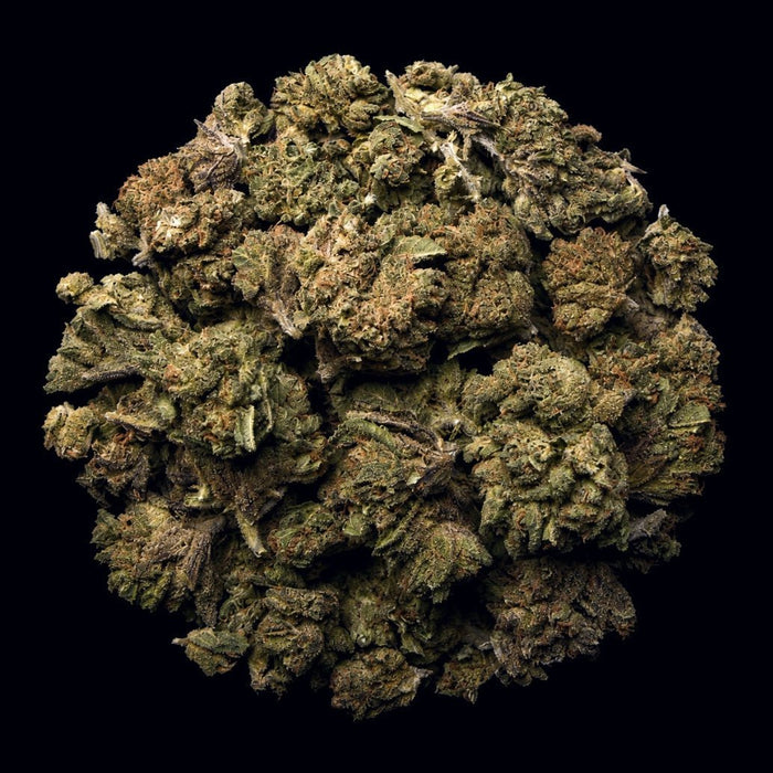 Purple Runtz THCA Flower - Lost In Translation