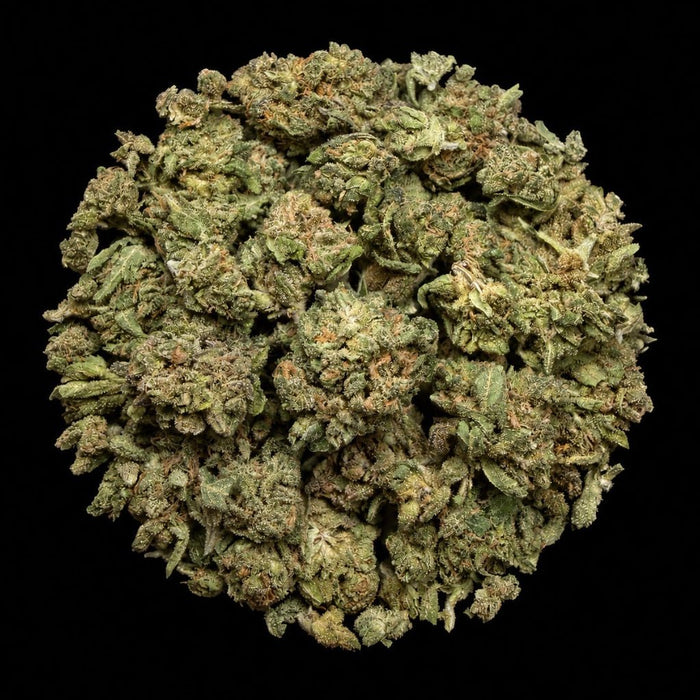 Creme Brulee THCA Flower - Lost In Translation