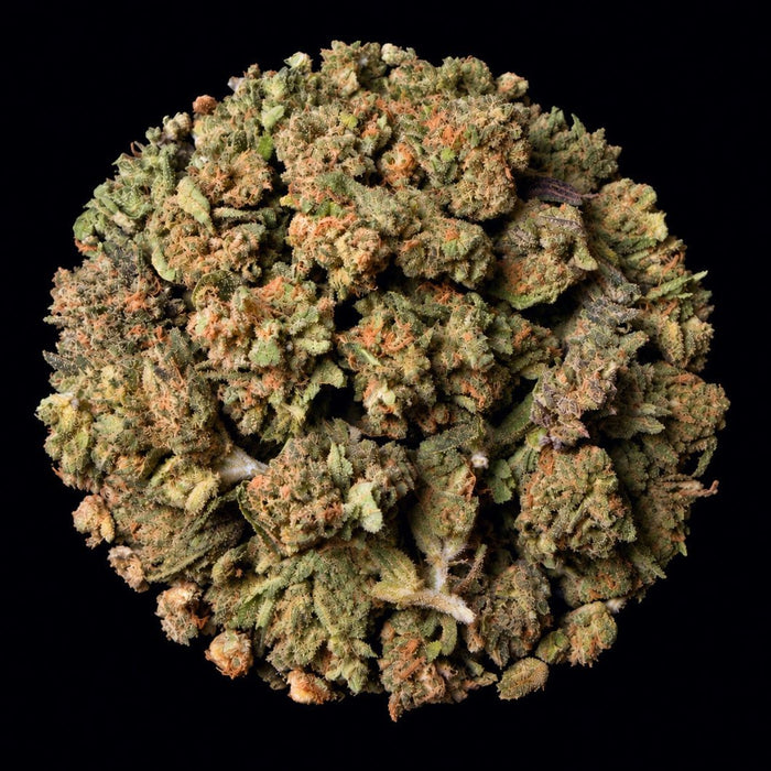 Fire Crotch THCA Flower - Lost In Translation