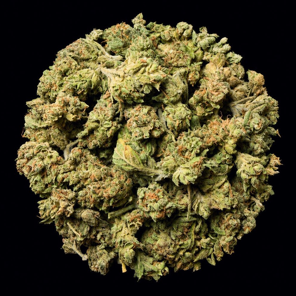 Frozen Lemonade THCA Flower - Lost In Translation
