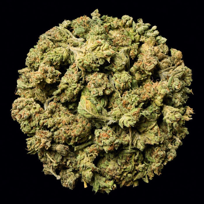 Frozen Lemonade THCA Flower - Lost In Translation